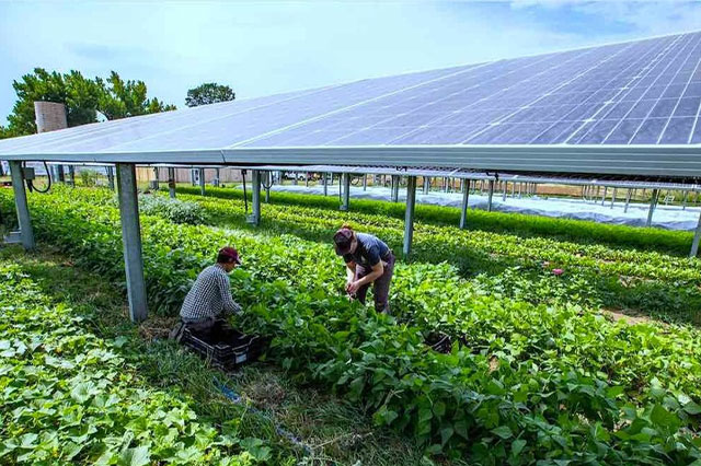 agrovoltaica-energias-da-natureza