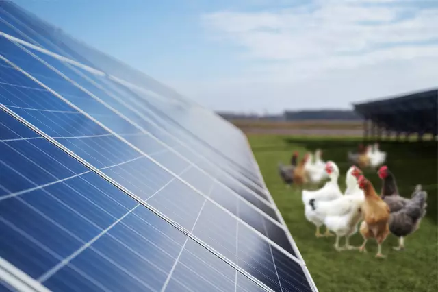 energias-da-natureza-energia-solar-na-avicultura